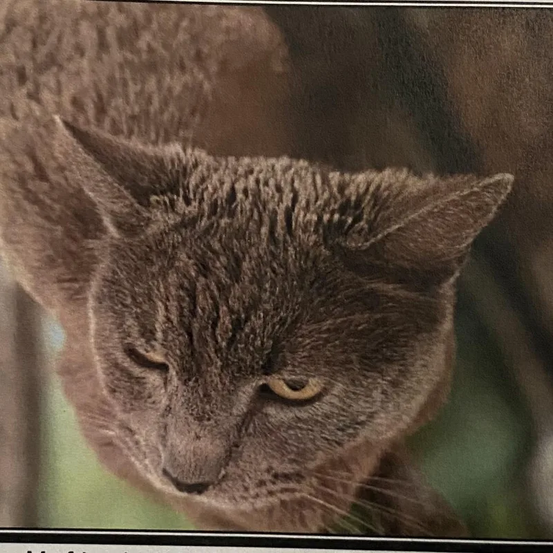 An adult small-sized female Gray / Blue / Silver Domestic Short Hair cat named London for adoption in Los Angeles, CA