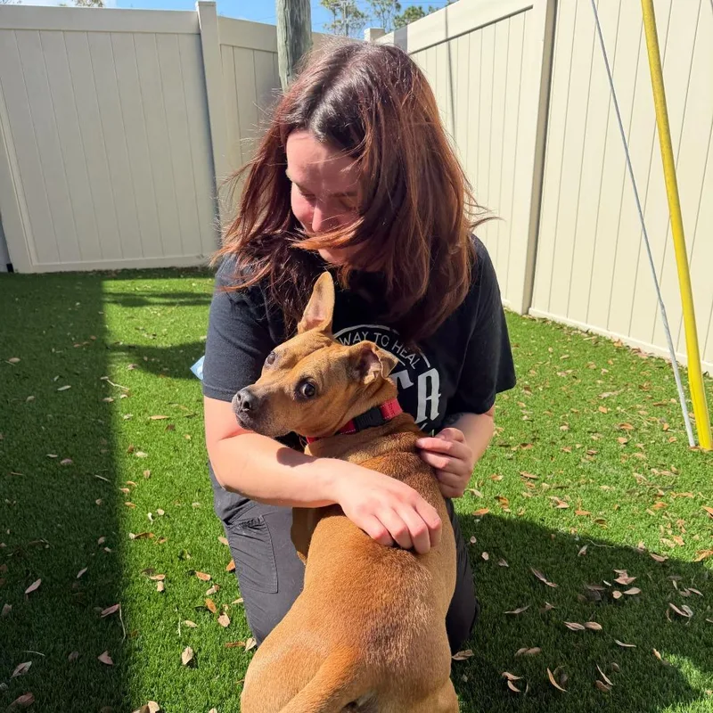 A senior medium-sized female Yellow / Tan / Blond / Fawn Terrier dog named Neptune for adoption in Titusville, FL