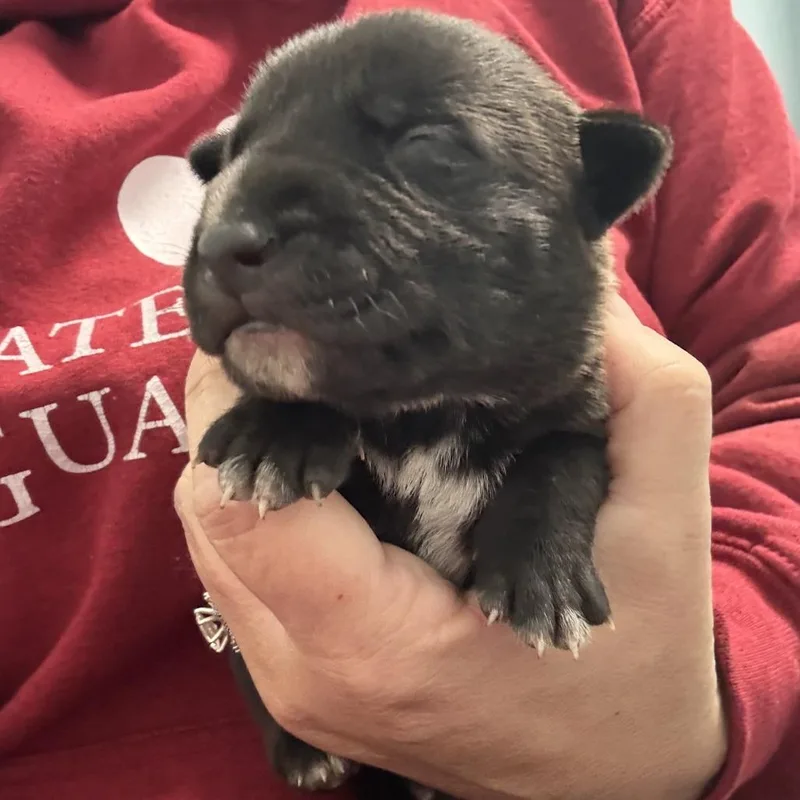 A baby small-sized female Black Pit Bull Terrier dog named Bordeaux for adoption in East Saint Louis, IL