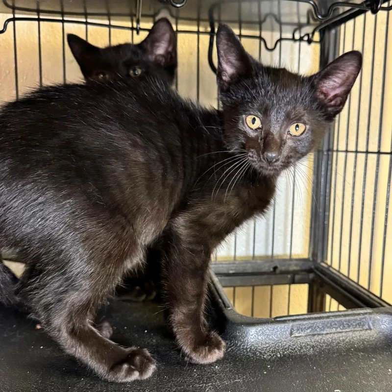 A baby medium-sized male Domestic Short Hair cat named Barry for adoption in Saginaw, MI