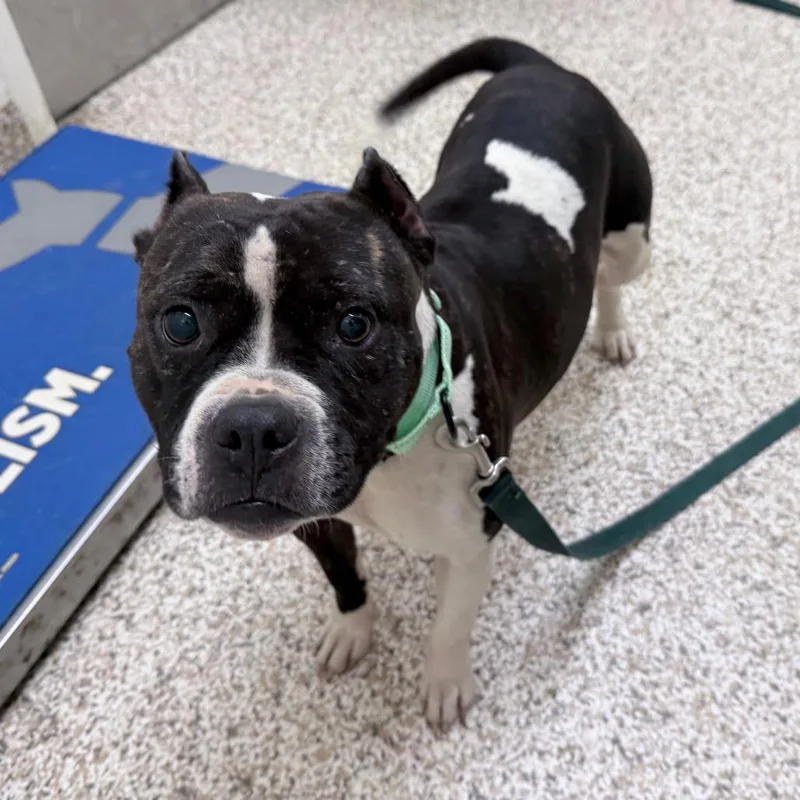An adult medium-sized female Black Mixed Breed dog named Katana for adoption in Auburn, AL
