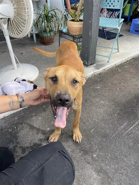 A young large-sized male Mixed Breed dog named Beebee for adoption in Palmetto, FL