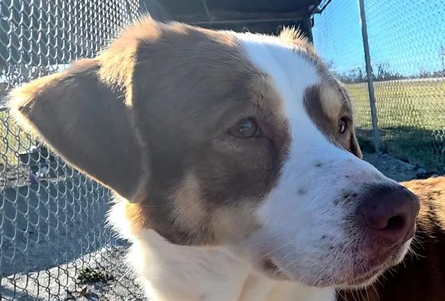 A young large-sized male Mixed Breed dog named Cubone for adoption in Rogers, AR