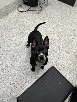 A young small-sized female Pit Bull Terrier dog named Magic for adoption in Atlanta, GA