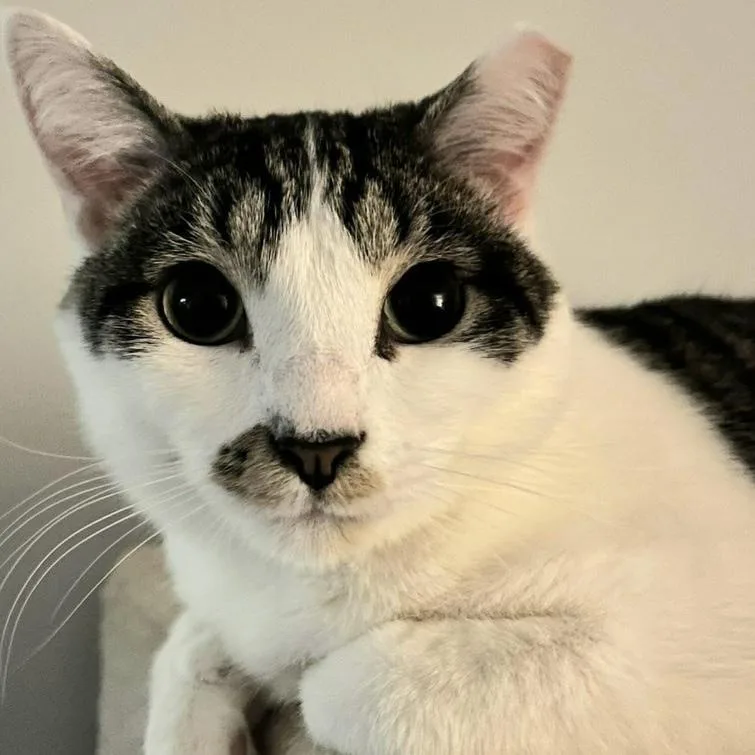 A young medium-sized male Gray & White Domestic Short Hair cat named Milo for adoption in Chicago, IL