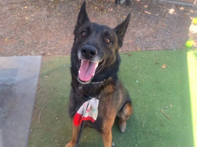 A young large-sized male German Shepherd Dog dog named Cupid for adoption in Phoenix, AZ