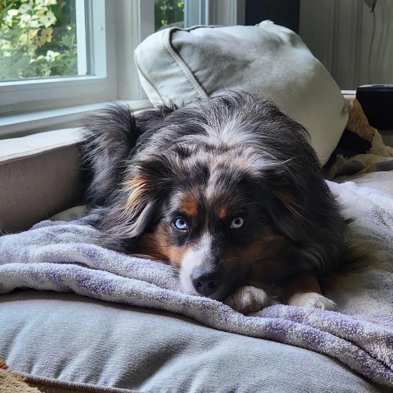 A young medium-sized male Merle (Blue) Australian Shepherd dog named Plutoapplications closed for adoption in Medfield, MA