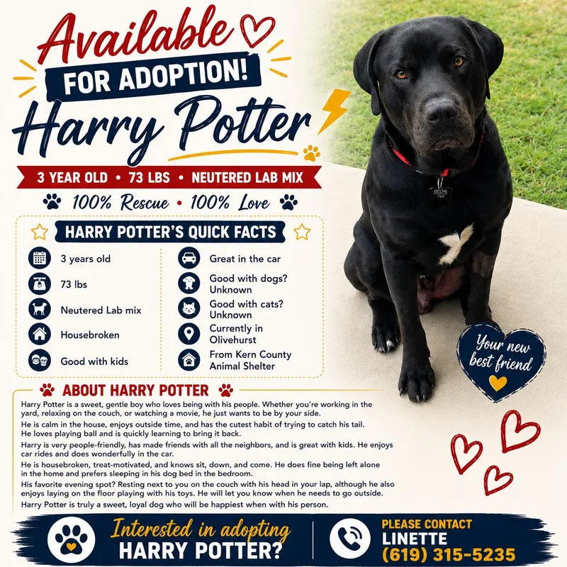 A young large-sized male Black Labrador Retriever dog named Harry Potter for adoption in Concord, CA