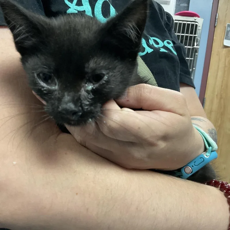 A baby small-sized male Black Domestic Short Hair cat named Donald for adoption in St Joseph, MO