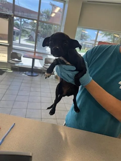 An adult small-sized female Chihuahua dog named Aurelia for adoption in San Antonio, TX