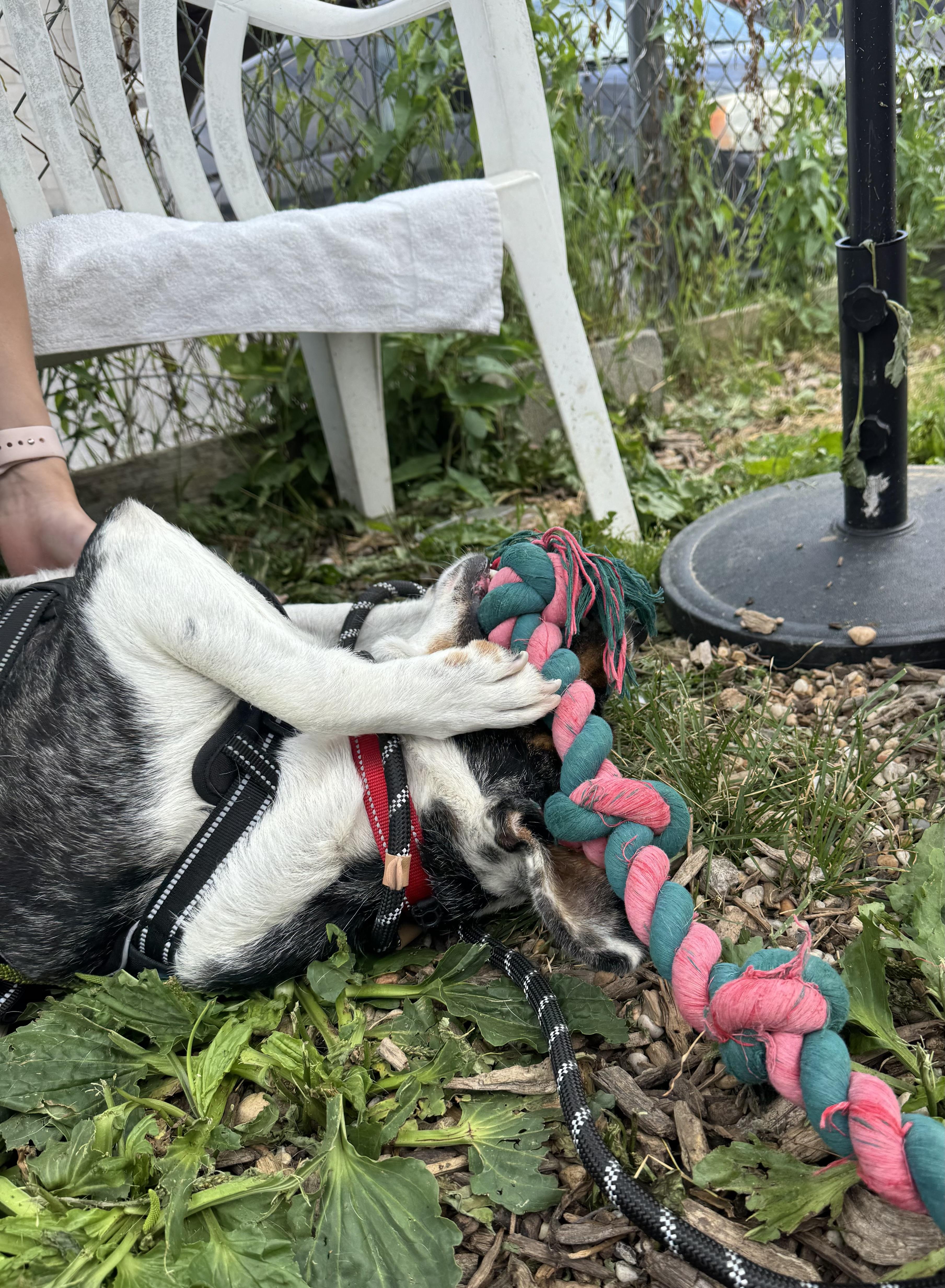 An adult medium-sized female Tricolor (Brown, Black, & White) Australian Cattle Dog / Blue Heeler dog named Osa for adoption in Ellicott City, MD
