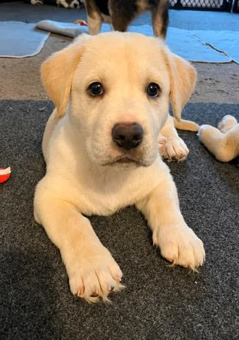 A baby medium-sized male Hound dog named Kevin for adoption in Malvern, PA