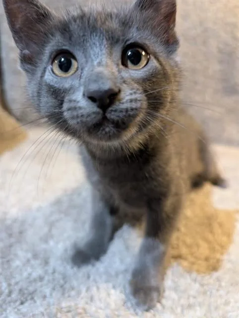 A baby small-sized male Domestic Short Hair cat named Smudge for adoption in Peoria, IL