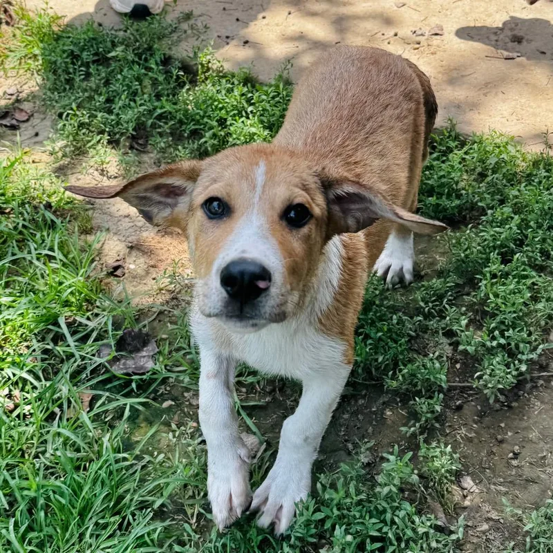 A baby medium-sized male Yellow / Tan / Blond / Fawn Australian Shepherd dog named Champ for adoption in Brownsboro, AL