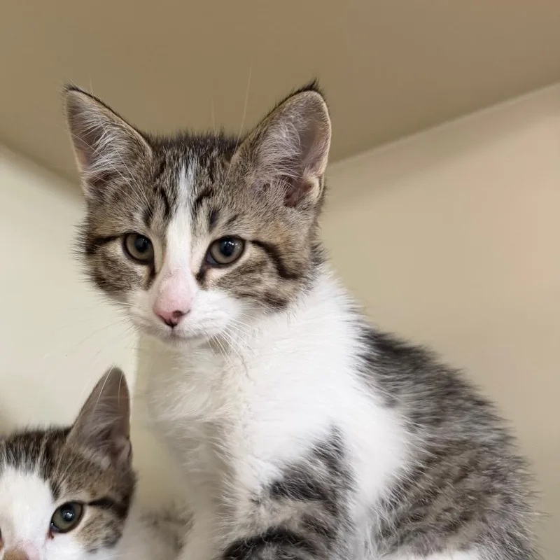 A baby small-sized male Brown / Chocolate Domestic Short Hair cat named Slinky for adoption in Spanish Fork, UT