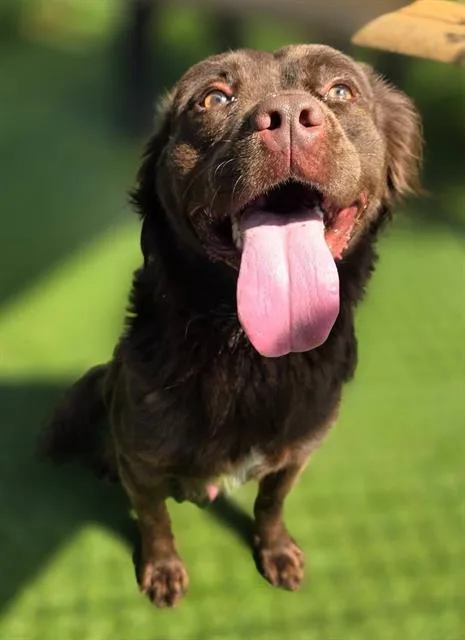A young medium-sized male Mixed Breed dog named London for adoption in Columbia, SC