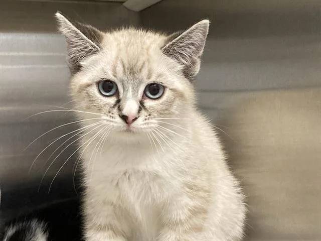 A baby small-sized female Domestic Short Hair cat named Calypso for adoption in Tustin, CA