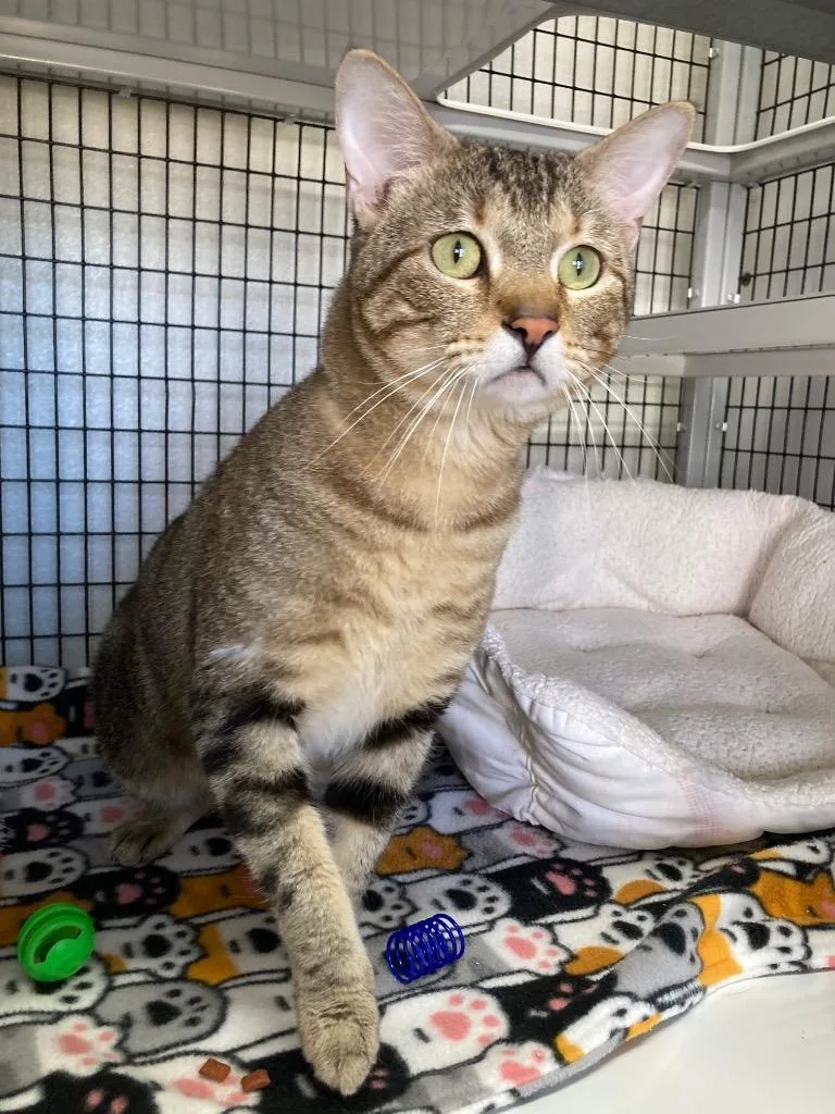 An adult medium-sized male Domestic Short Hair cat named Chimkin for adoption in Peoria, AZ