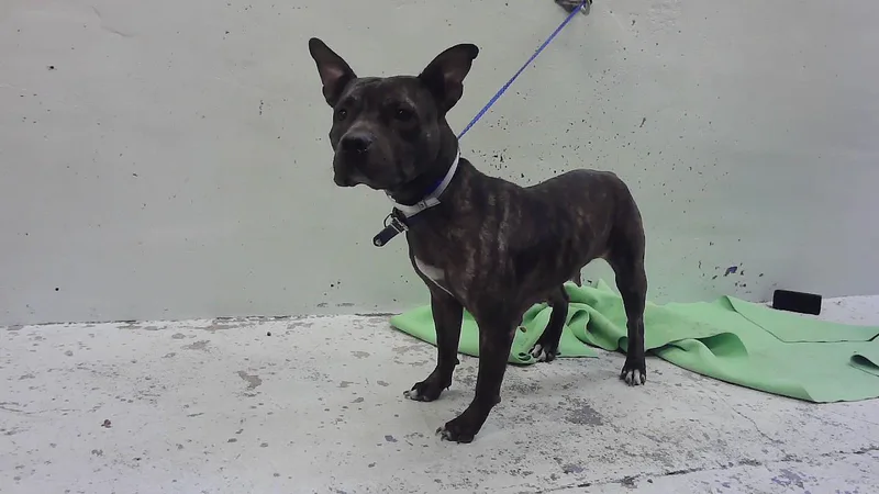An adult large-sized female Staffordshire Bull Terrier dog named Mimi for adoption in Houston, TX