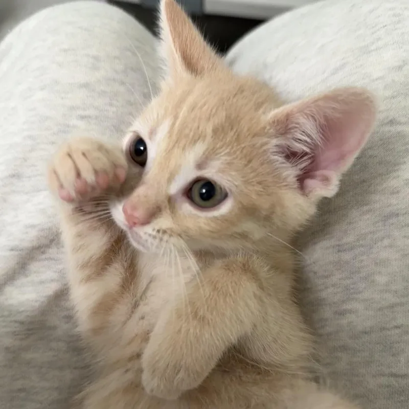 A baby small-sized male Buff / Tan / Fawn Domestic Short Hair cat named Earth for adoption in South Elgin, IL