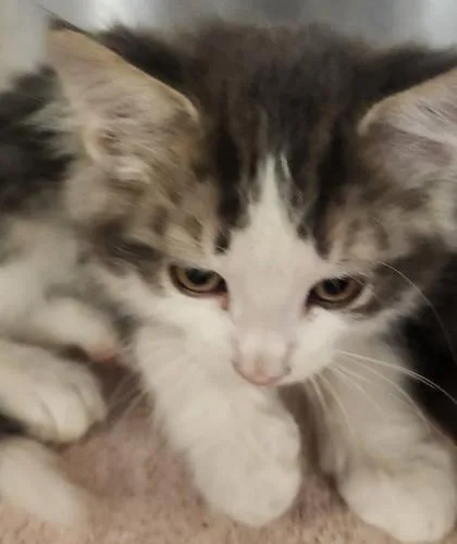 A young small-sized male Domestic Long Hair cat named Nautical for adoption in Roseville, CA