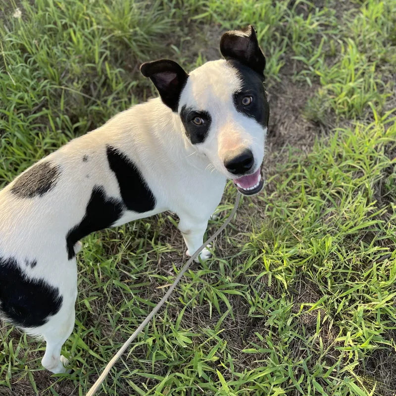 An adult large-sized male Harlequin American Bulldog dog named Patches for adoption in Sadler, TX