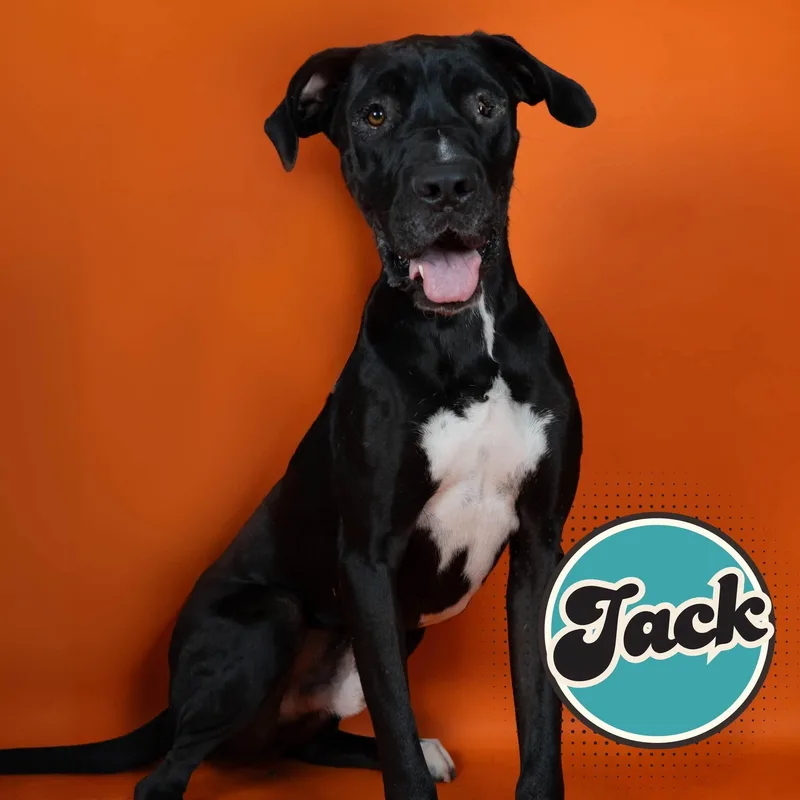 An adult large-sized male Black Great Dane dog named Jack for adoption in Nogales, AZ