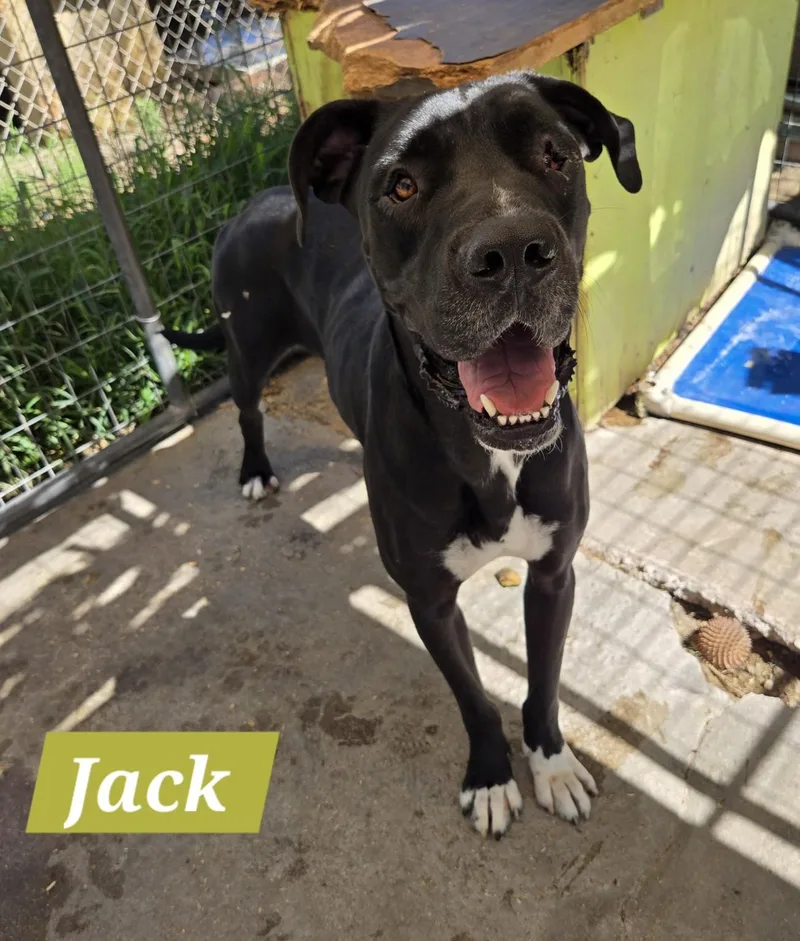 Jack thumbnail 2