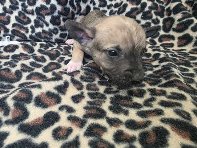 A baby small-sized male Pit Bull Terrier dog named Trent for adoption in Lancaster, CA