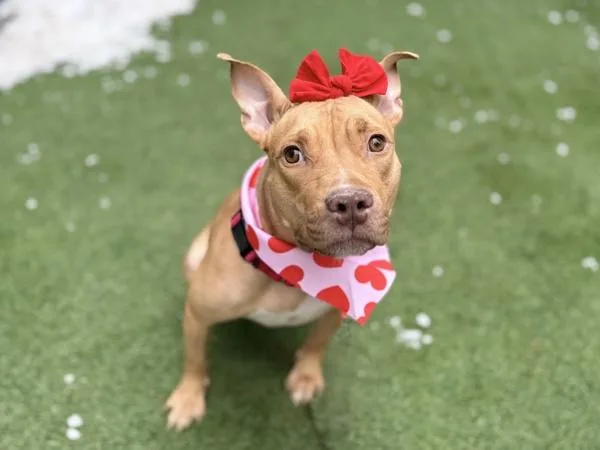 An adult medium-sized female Mixed Breed dog named Meloni for adoption in New York, NY