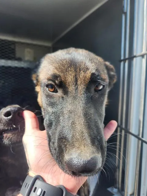 A baby medium-sized female Belgian Shepherd / Malinois dog named Sakura for adoption in Bakersfield, CA