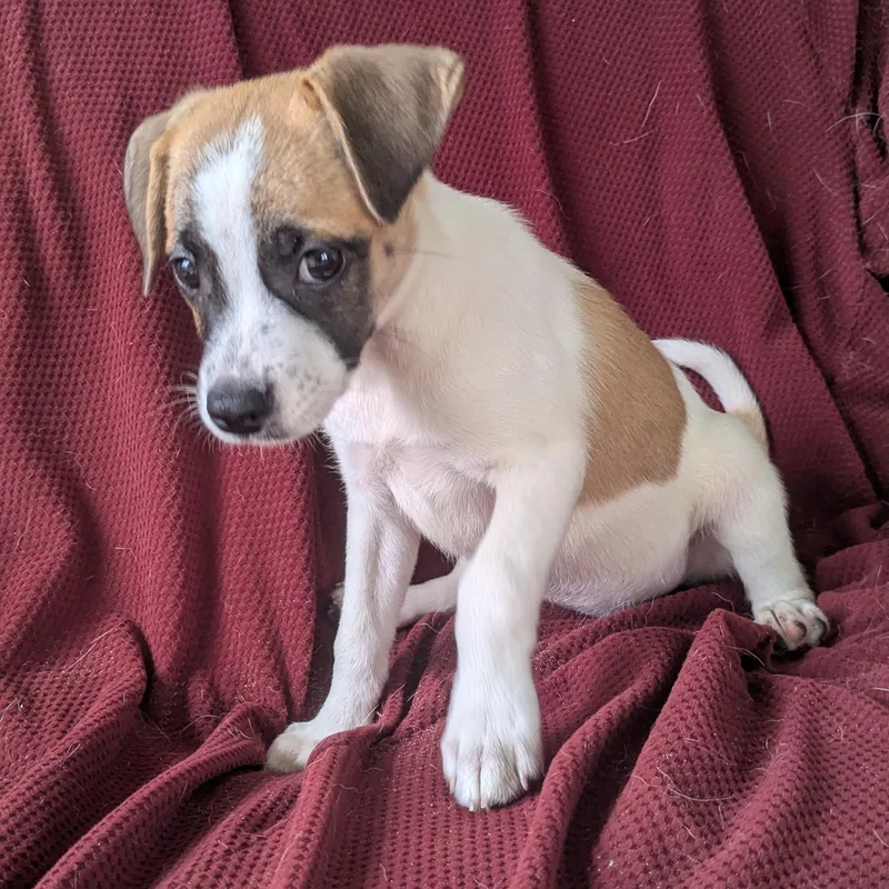 Mia