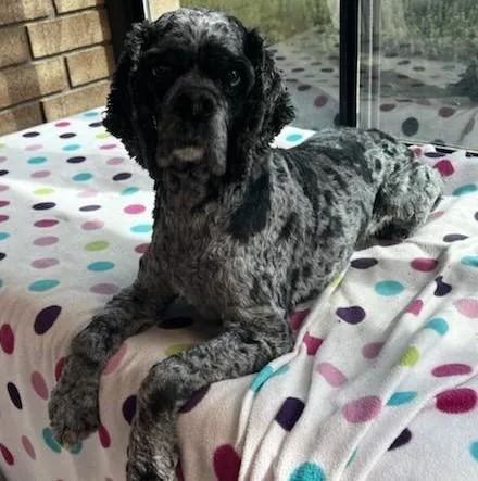 An adult small-sized male Gray / Blue / Silver Cocker Spaniel dog named Dexter U for adoption in Parker, CO