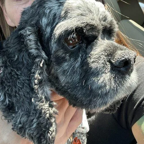 Dexter U thumbnail 3