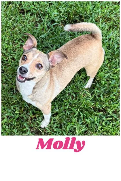 A young small-sized female Chihuahua dog named Molly for adoption in Wilkesboro, NC