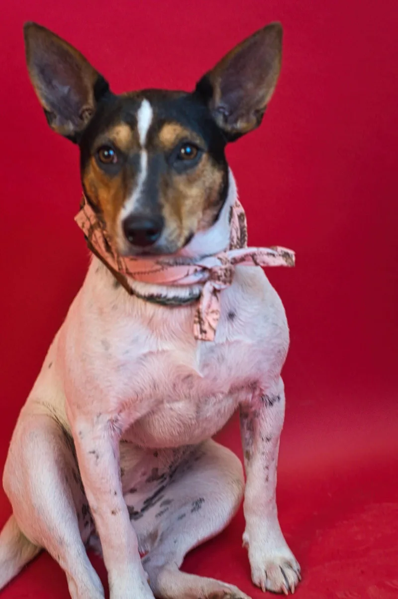 A young medium-sized female Rat Terrier dog named Halle for adoption in Holly Springs, MS