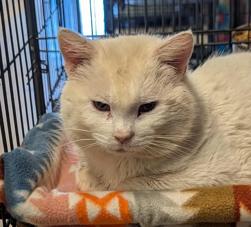 Egg Whites thumbnail 2