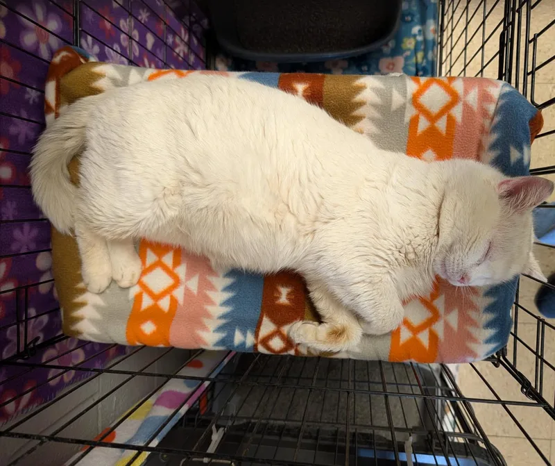 Egg Whites thumbnail 3