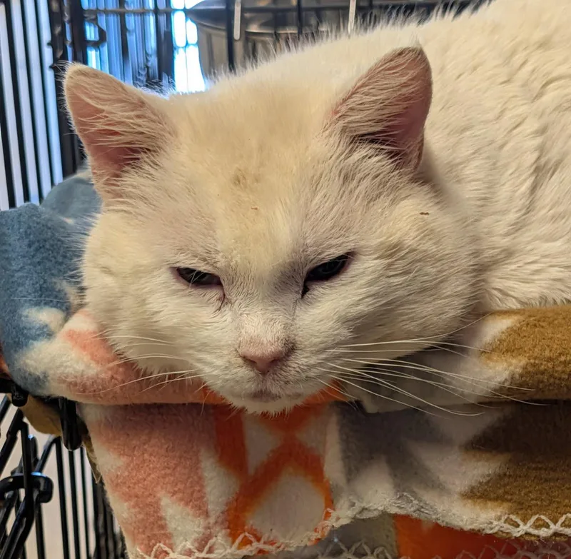 Egg Whites thumbnail 4