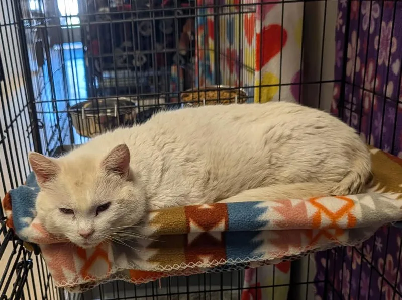A senior medium-sized male White Domestic Short Hair cat named Egg Whites for adoption in Marietta, OH