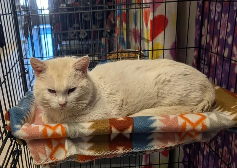 Egg Whites thumbnail 5