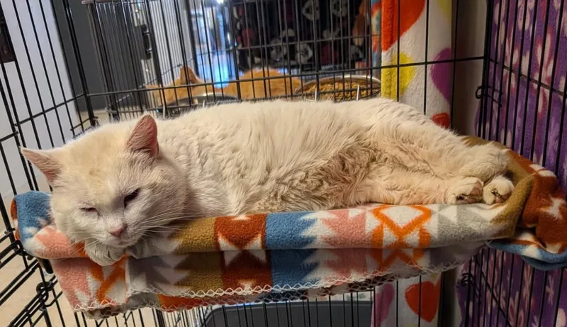 Egg Whites thumbnail 6