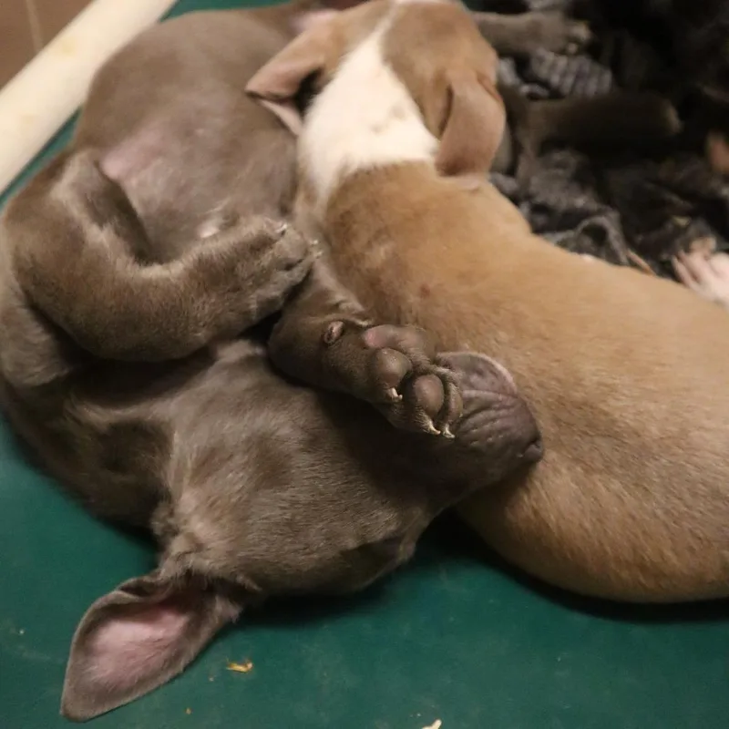 A baby small-sized female Gray / Blue / Silver Mixed Breed dog named Jazz for adoption in Waukesha, WI