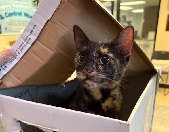 A young medium-sized female Domestic Short Hair cat named Maple for adoption in Sugar Land, TX