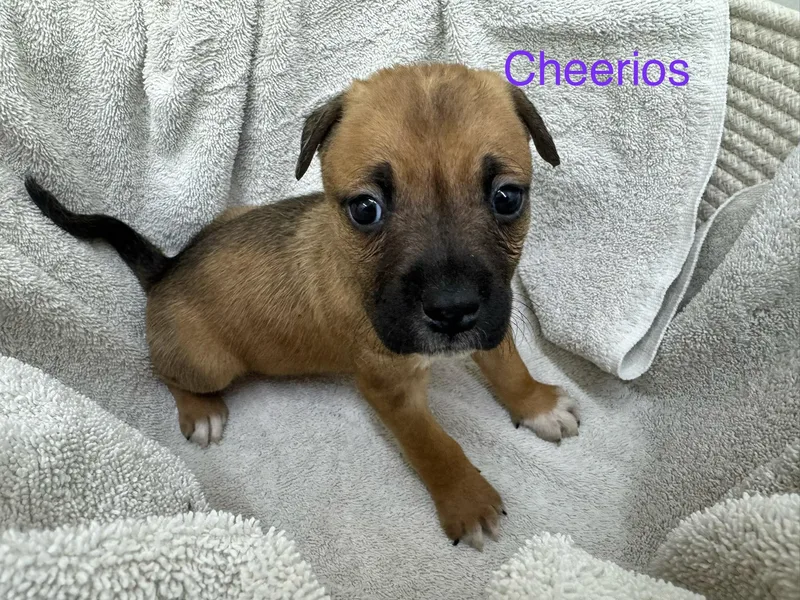Cheerios