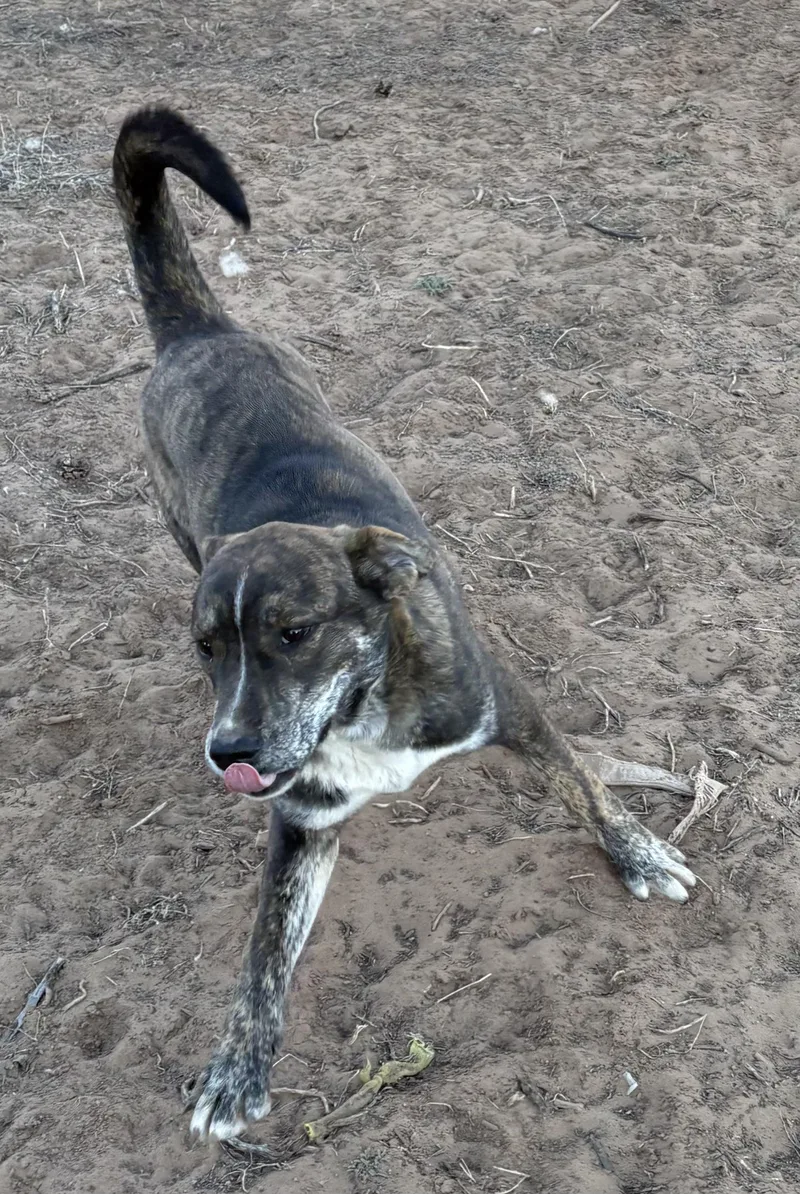 A baby medium-sized male Australian Cattle Dog / Blue Heeler dog named Minikin for adoption in Chinle, AZ