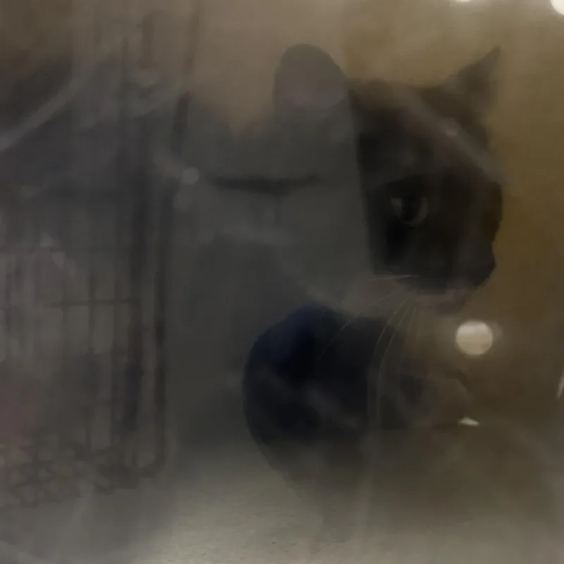 An adult medium-sized male Black Domestic Short Hair cat named Pooty Cat for adoption in Philadelphia, PA