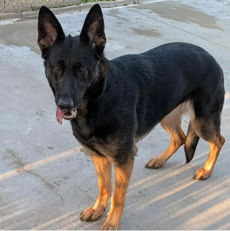 An adult large-sized female Black German Shepherd Dog dog named Jolene for adoption in La Salle, IL