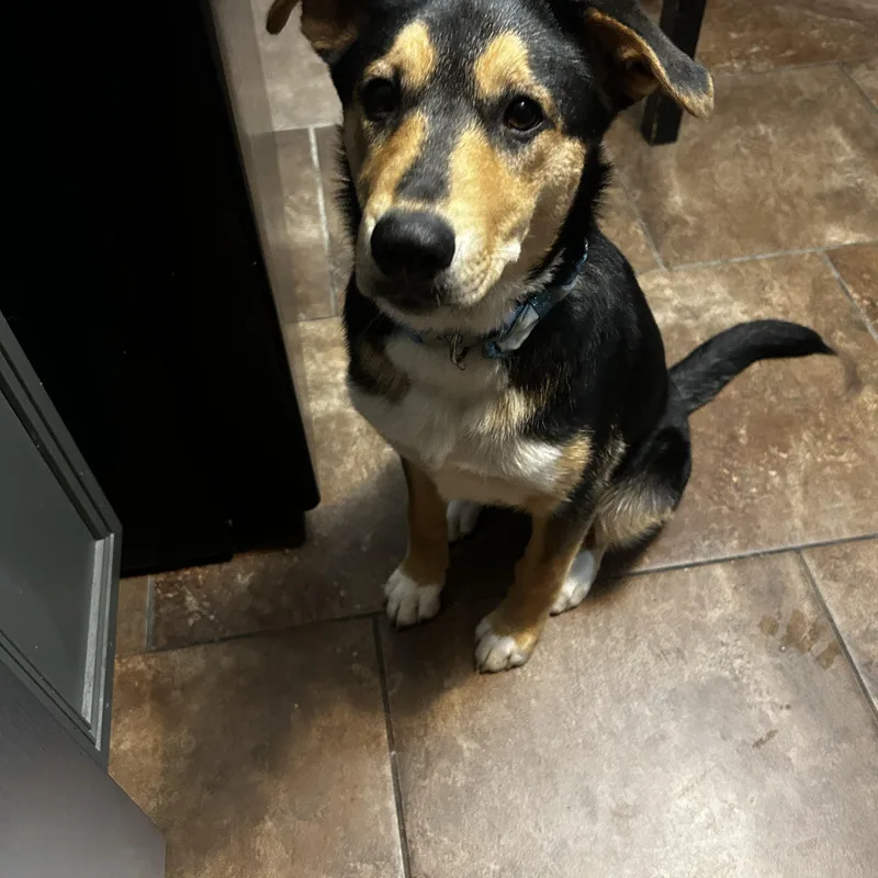 A baby medium-sized female Husky dog named Luna for adoption in Cincinnati, OH