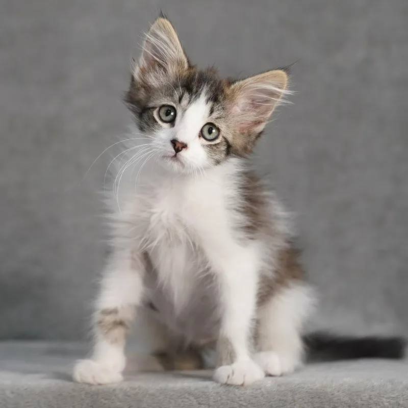 A baby small-sized male White Domestic Medium Hair cat named Travis for adoption in Sunnyvale, CA